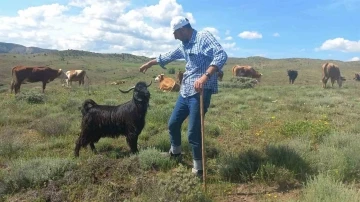 Sahibinin komutunu dinleyen ke&ccedil;i, sahibinden biran olsun ayrılmıyor
