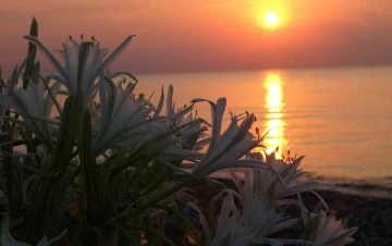 Sahiller kum zambaklarıyla doldu, &ccedil;ocuklar koruma altına aldı
