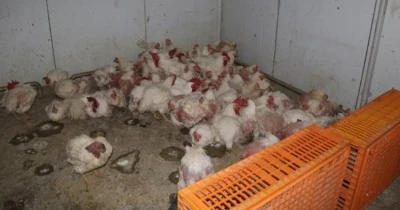 Sakarya&rsquo;da tavuk &ccedil;iftliğine biyog&uuml;venlik kısıtlaması