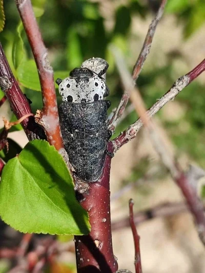 Salihli&rsquo;de &lsquo;Fidan Dip Kurdu&rsquo; tehlikesi!
