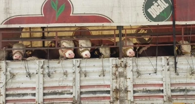 Salihli&rsquo;de kurbanlık nakli yapan ara&ccedil;lara sıkı denetim
