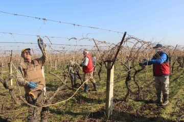 Salihli Ovası&rsquo;ndaki bağlarda hummalı &ccedil;alışma
