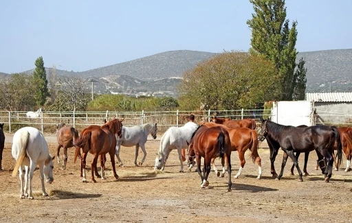 Şampiyon atlar Ala&ccedil;atı&rsquo;da yetişiyor
