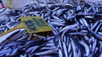 Samsun'da hamsinin kilosu 300 TL&rsquo;den 100 TL&rsquo;ye d&uuml;şt&uuml;