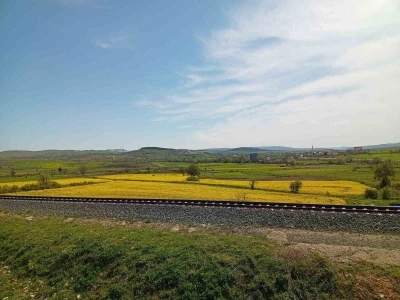 Samsun&rsquo;da kanola g&uuml;zelliği
