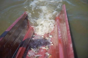 Samsun&rsquo;da su kaynaklarına 3 milyon 5 bin sazan yavrusu bırakıldı
