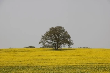 Samsun&rsquo;da tarım ve hayvancılık projeleri hayata ge&ccedil;iriliyor
