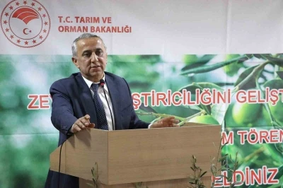 Samsun&rsquo;da zeytin yetiştiriciliği yeniden canlanıyor
