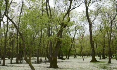 Samsun Kızılırmak Deltası: Karadeniz&rsquo;in sessiz cenneti
