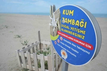 Samsun sahilinde a&ccedil;an kum zambağını koparan yandı: Cezası 387 bin TL
