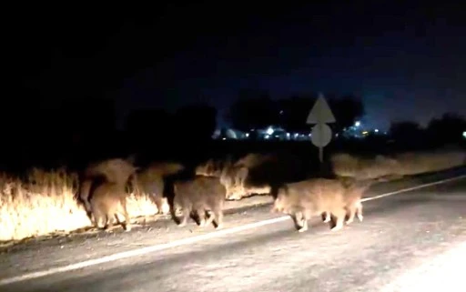 Şanlıurfa&rsquo;da domuz s&uuml;r&uuml;s&uuml; şehir merkezine indi