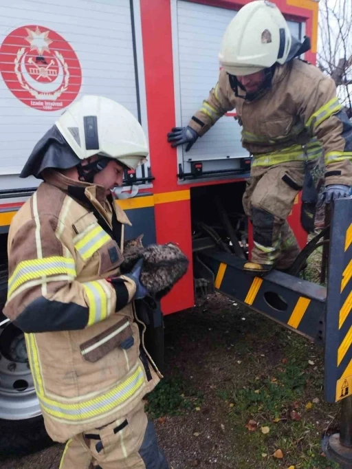 Sansardan korkup ağaca &ccedil;ıkan kedi kurtarıldı
