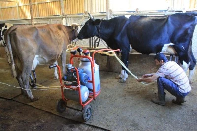 Şap y&uuml;z&uuml;nden beside y&uuml;zde 30 kayıp tahmin ediliyor