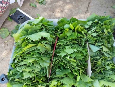 Sarıg&ouml;l&rsquo;de bağ yaprağı sezonu a&ccedil;ıldı
