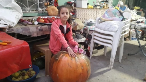 Sarıg&ouml;l&rsquo;de devasa kabak ilgi odağı oldu
