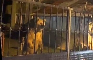 Sarıkamış&rsquo;ta vatandaş dışarıda bekledi, ayılar bah&ccedil;ede misafir oldu