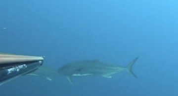 Saros K&ouml;rfezi&rsquo;nde zıpkınla 22 kiloluk akya avladı