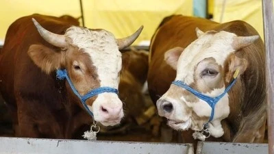 Satılamayan kurbanlıkları Et ve S&uuml;t Kurumu alacak