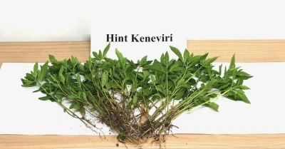 Sebze yetiştirir gibi kenevir yetiştirdi
