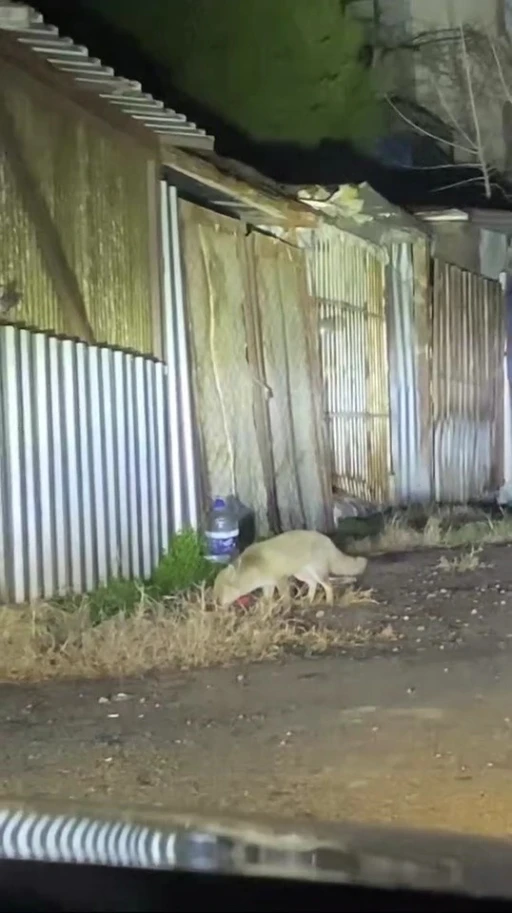 Şehir merkezine inen iki tilki ve &ccedil;akallar  kamerada
