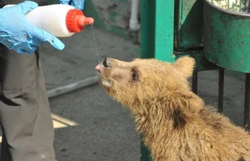 Bursa'da yavru ayılara &ouml;zel beslenme programı