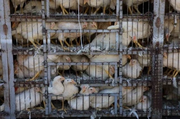 Selde tavukları telef olan vatandaşa b&uuml;y&uuml;kşehirden destek
