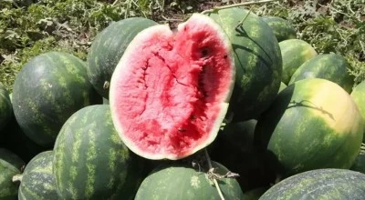 Sezonun ilk karpuz hasadı başladı