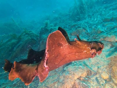 Sıcak denizlerde yaşayan 'İspanyol dans&ccedil;ısı' balığı Saros K&ouml;rfezi'nde g&ouml;r&uuml;nt&uuml;lendi