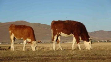 Sıcak hava &ccedil;ift&ccedil;ilere olumlu yansıdı
