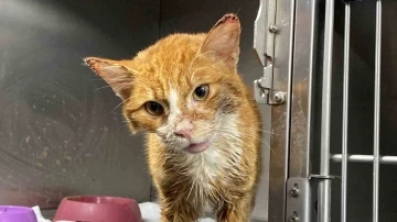 Şiddet uygulanarak &ccedil;enesi kırılan kedinin tedavisi s&uuml;r&uuml;yor
