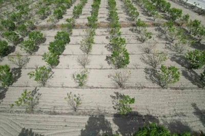 Sigorta yaptırmayan cennet hurması &uuml;reticisi yardım eli bekliyor
