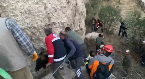 Siirt&rsquo;te &ccedil;ukurda mahsur kalan inekler kurtarıldı
