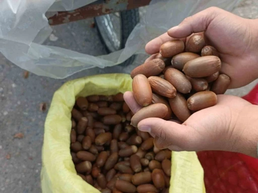 Siirt&rsquo;te kestane yerine &ldquo;meşe palamudu&rdquo; tezgahta yer aldı
