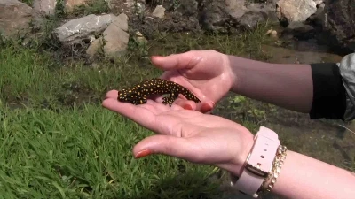 Siirt&rsquo;te nesli t&uuml;kenme tehlikesi altında olan benekli semender g&ouml;r&uuml;nt&uuml;lendi

