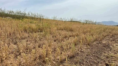 Siirt&rsquo;te yılın ilk mercimek hasadı yapıldı
