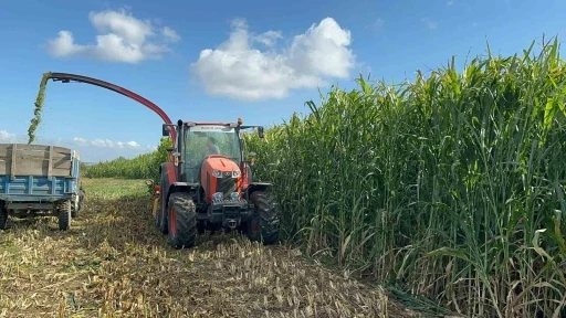 Silajlık Sorgum Hasadı etkinliği d&uuml;zenlendi
