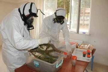 Simav&rsquo;da &Ccedil;am Kese B&ouml;ceği ile biyolojik m&uuml;cadele
