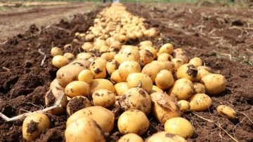 Şimdi de patates sorunu ortaya &ccedil;ıktı! 