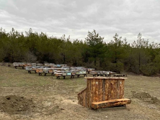 Sinop&rsquo;a bal ormanı
