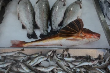 Sinop&rsquo;ta 3,5 kiloluk kırlangı&ccedil; balığı avlandı
