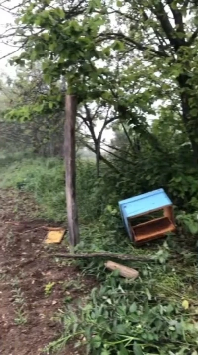 Sinop&rsquo;ta a&ccedil; kalan ayı, arı kovanlarına saldırdı
