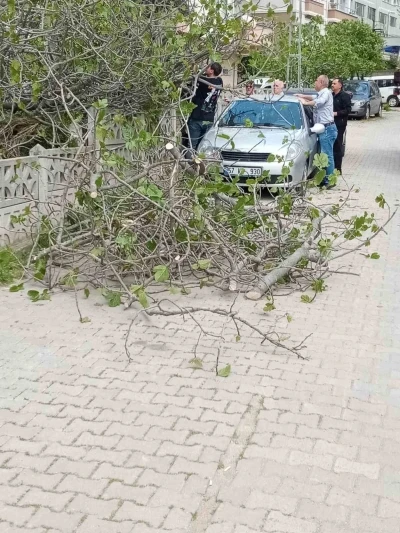 Sinop&rsquo;ta incir ağacı otomobilin &uuml;st&uuml;ne devrildi

