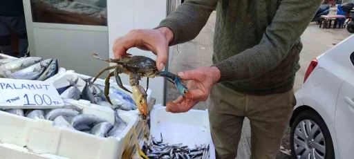 Sinop&rsquo;ta nadir g&ouml;r&uuml;len mavi yenge&ccedil; ağa takıldı