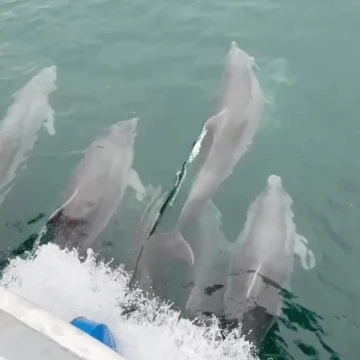 Sinop&rsquo;ta yunus balıkları kayıkla yarıştı