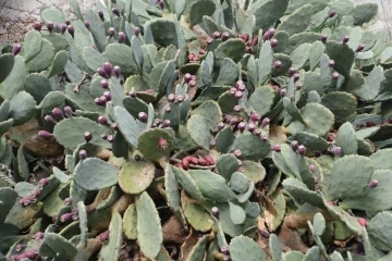 Sinop&rsquo;un meşhur yer inciri şifa dağıtıyor
