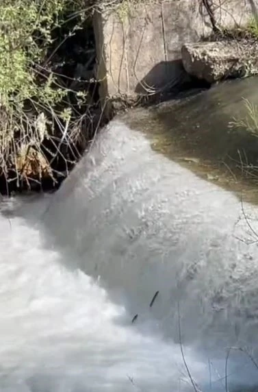 Siraz balıklarının akıntıya karşı g&ouml;&ccedil;&uuml; başladı
