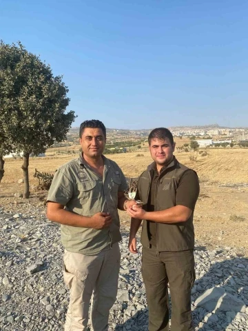Şırnak&rsquo;ta Kaya Sıvacı Kuşu ve G&ouml;kdoğan tedavi altına alındı
