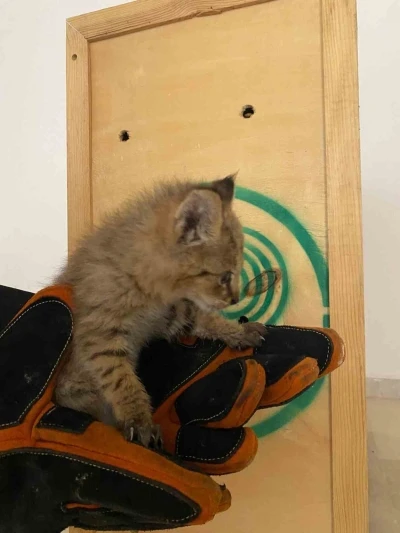 Şırnak&rsquo;ta nadir g&ouml;r&uuml;len saz kedisi yavrusu bulundu
