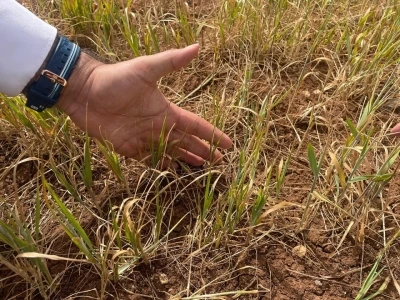 Şırnak&rsquo;ta susuz tarım &uuml;r&uuml;nlerinde erken kuruma başladı
