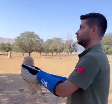 Şırnak&rsquo;ta tedavi edilen "pe&ccedil;eli baykuş" doğal ortamına bırakıldı
